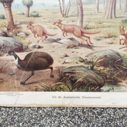 Schoolplaat Uit de Australische dierenwereld