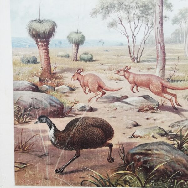 Schoolplaat Uit de Australische dierenwereld