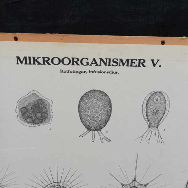 Schoolplaat Mikroorganismer V